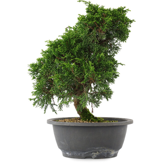 Juniperus chinensis, 26,5 cm, ± 15 años