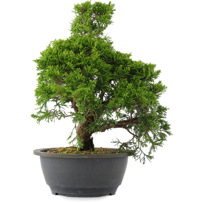 Juniperus chinensis, 31 cm, ± 15 años