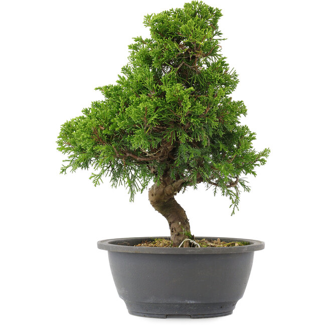 Juniperus chinensis, 30 cm, ± 15 jaar oud