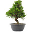 Juniperus chinensis, 30 cm, ± 15 jaar oud