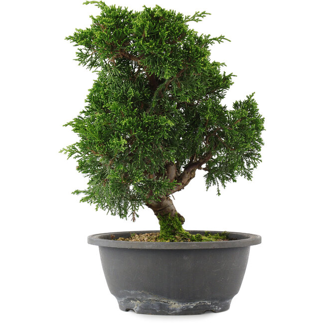 Juniperus chinensis, 26,5 cm, ± 15 years old