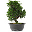 Juniperus chinensis, 26,5 cm, ± 15 jaar oud