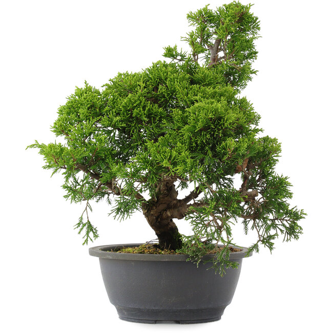 Juniperus chinensis, 31 cm, ± 15 años