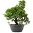 Juniperus chinensis, 31 cm, ± 15 jaar oud