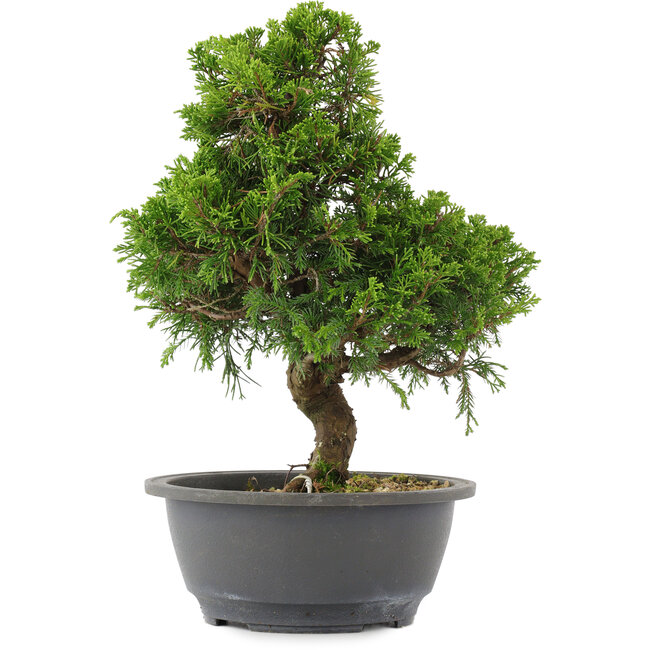 Juniperus chinensis, 30 cm, ± 15 Jahre alt