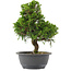 Juniperus chinensis, 30 cm, ± 15 jaar oud