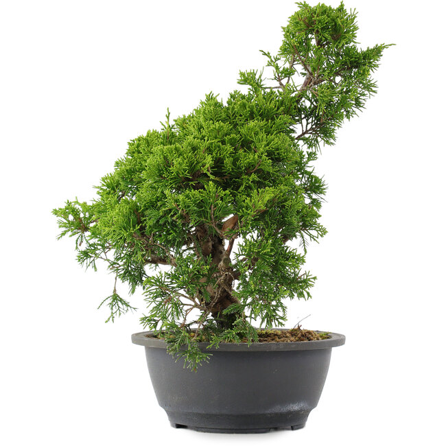 Juniperus chinensis, 31 cm, ± 15 jaar oud