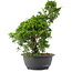 Juniperus chinensis, 31 cm, ± 15 jaar oud