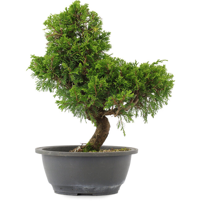 Juniperus chinensis, 30 cm, ± 15 ans