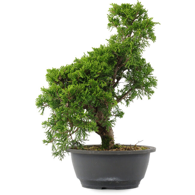 Juniperus chinensis, 31 cm, ± 15 Jahre alt