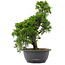 Juniperus chinensis, 31 cm, ± 15 jaar oud