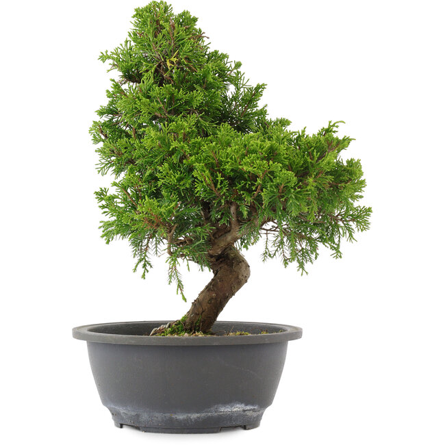 Juniperus chinensis, 30 cm, ± 15 years old