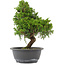 Juniperus chinensis, 30 cm, ± 15 jaar oud