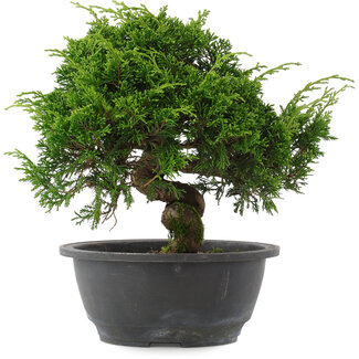 Juniperus chinensis, 22,5 cm, ± 15 jaar oud