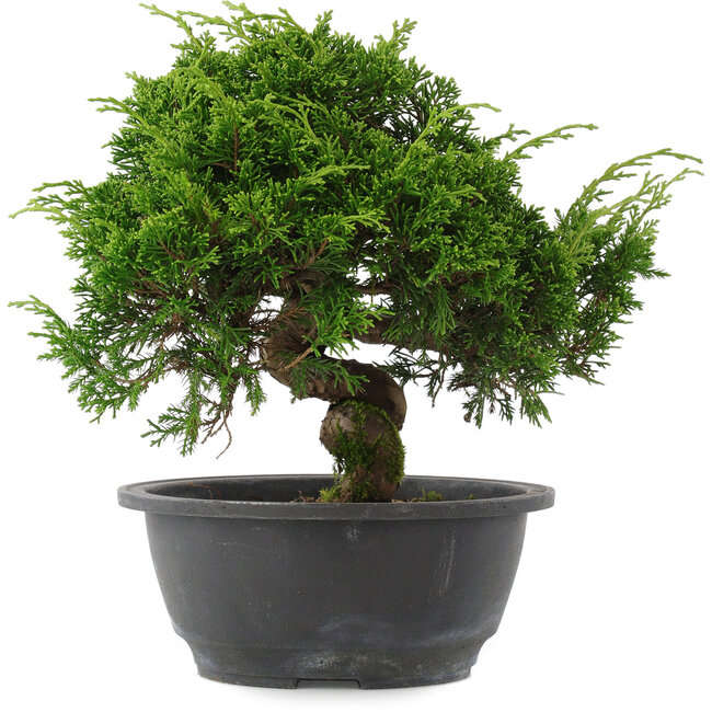 Juniperus chinensis, 22,5 cm, ± 15 jaar oud