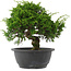Juniperus chinensis, 22,5 cm, ± 15 jaar oud