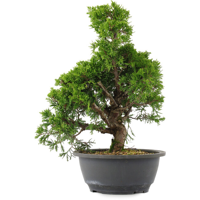 Juniperus chinensis, 31 cm, ± 15 años