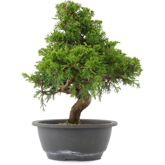 Juniperus chinensis, 30 cm, ± 15 jaar oud