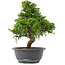 Juniperus chinensis, 30 cm, ± 15 jaar oud