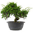 Juniperus chinensis, 22,5 cm, ± 15 jaar oud