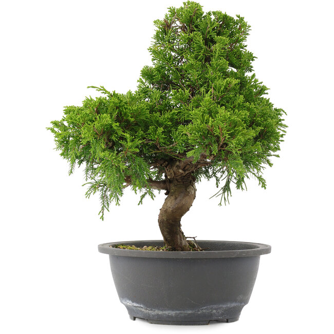 Juniperus chinensis, 30 cm, ± 15 Jahre alt