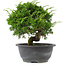 Juniperus chinensis, 22,5 cm, ± 15 years old