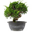 Juniperus chinensis, 22,5 cm, ± 15 jaar oud