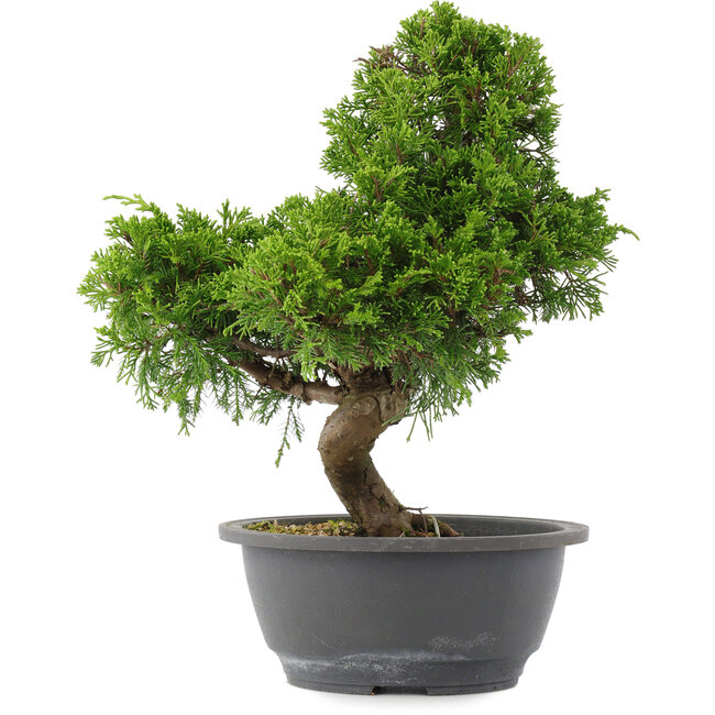 Juniperus chinensis, 30 cm, ± 15 years old