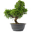 Juniperus chinensis, 30 cm, ± 15 jaar oud