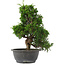 Juniperus chinensis, 30 cm, ± 15 jaar oud
