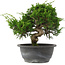 Juniperus chinensis, 22,5 cm, ± 15 jaar oud