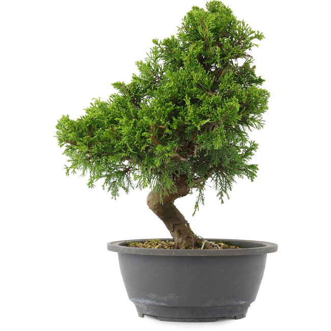 Juniperus chinensis, 30 cm, ± 15 ans