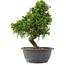Juniperus chinensis, 30 cm, ± 15 years old