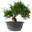 Juniperus chinensis, 22,5 cm, ± 15 jaar oud