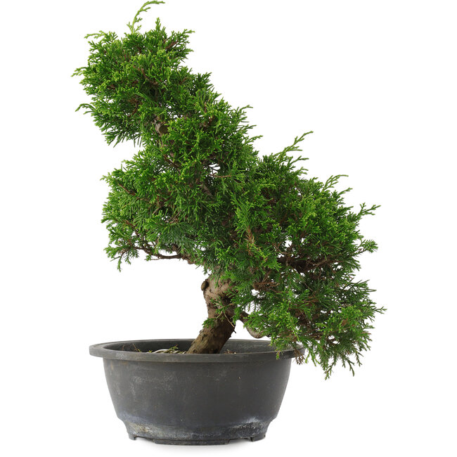 Juniperus chinensis, 30 cm, ± 15 ans