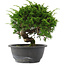 Juniperus chinensis, 22,5 cm, ± 15 jaar oud
