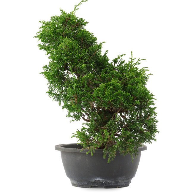 Juniperus chinensis, 30 cm, ± 15 years old