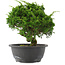 Juniperus chinensis, 22,5 cm, ± 15 jaar oud