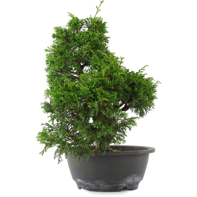 Juniperus chinensis, 30 cm, ± 15 jaar oud