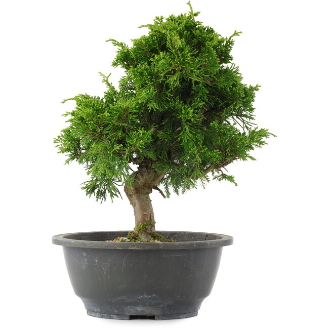 Juniperus chinensis, 26 cm, ± 15 jaar oud
