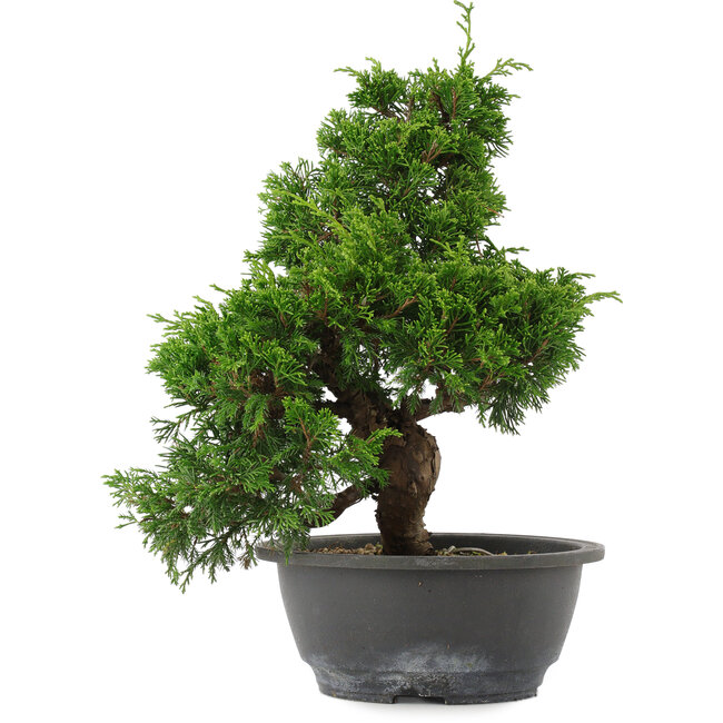 Juniperus chinensis, 30 cm, ± 15 years old
