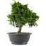 Juniperus chinensis, 26 cm, ± 15 jaar oud