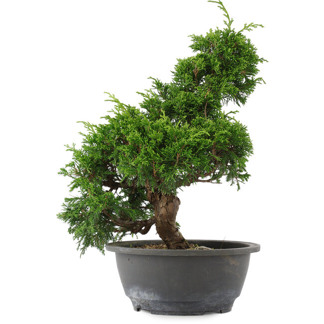 Juniperus chinensis, 30 cm, ± 15 ans