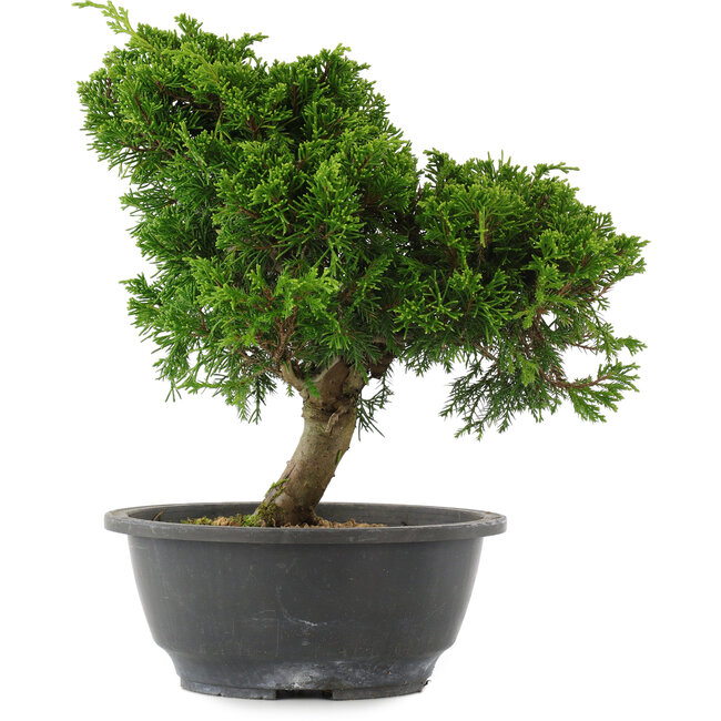 Juniperus chinensis, 26 cm, ± 15 anni
