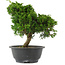 Juniperus chinensis, 26 cm, ± 15 jaar oud