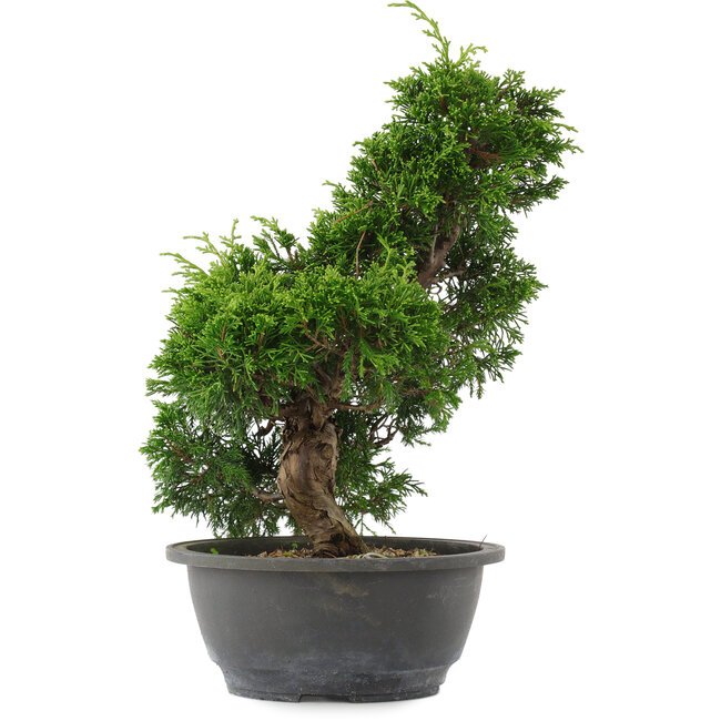 Juniperus chinensis, 30 cm, ± 15 years old