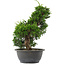 Juniperus chinensis, 30 cm, ± 15 jaar oud