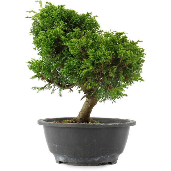 Juniperus chinensis, 26 cm, ± 15 jaar oud