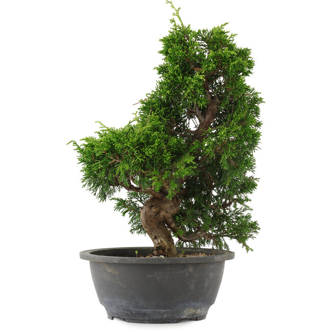 Juniperus chinensis, 30 cm, ± 15 años