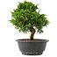 Juniperus chinensis, 26 cm, ± 15 jaar oud